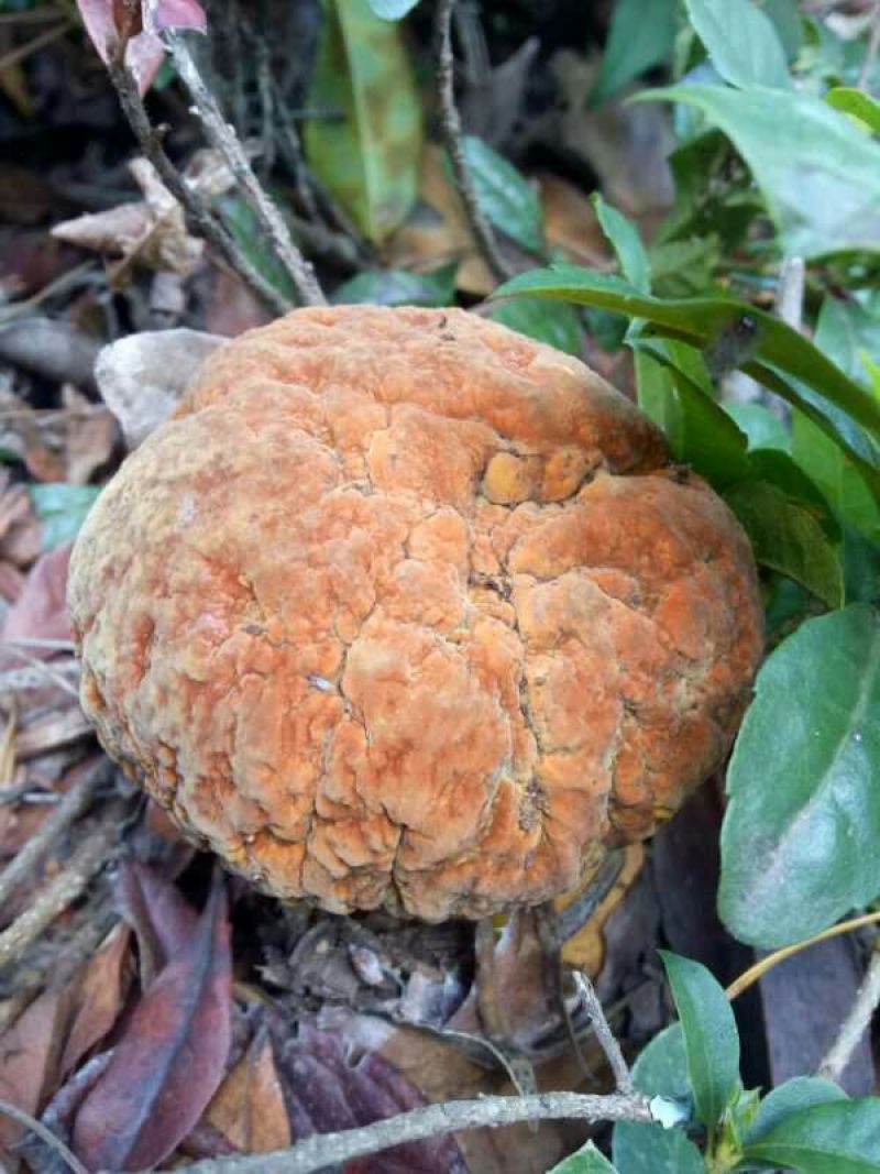 野生菌牛肝菌