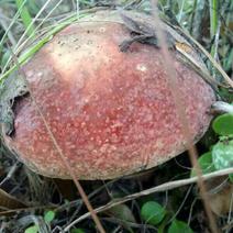 野生菌牛肝菌