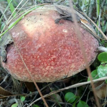 野生菌牛肝菌