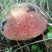 野生菌牛肝菌