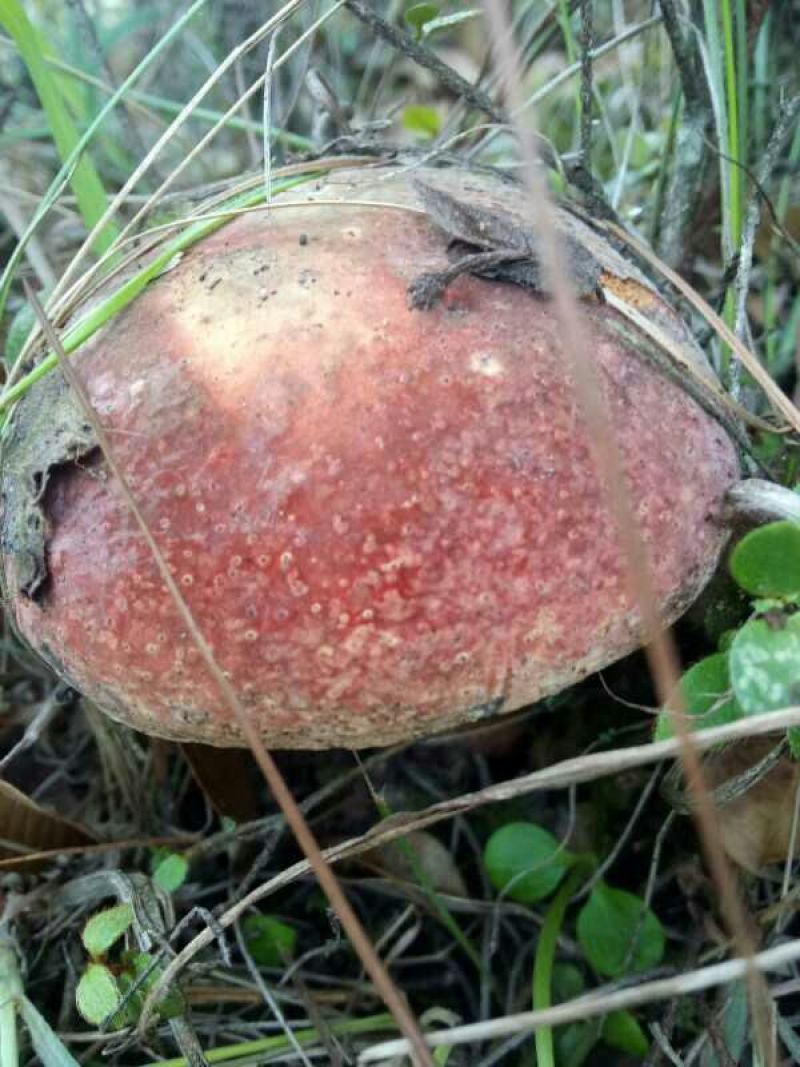 野生菌牛肝菌