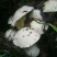 野生菌牛肝菌