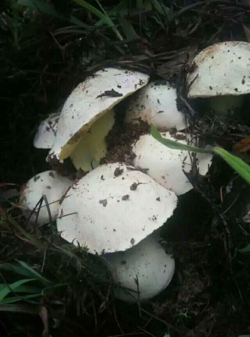 野生菌牛肝菌
