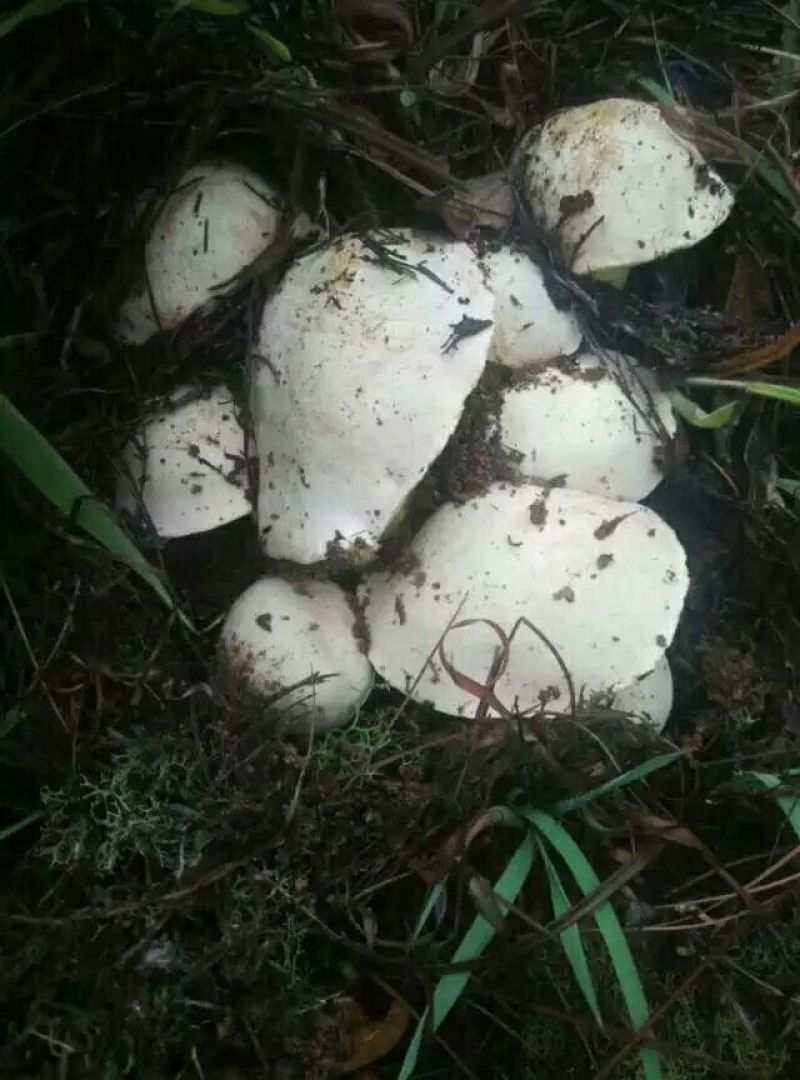 野生菌牛肝菌