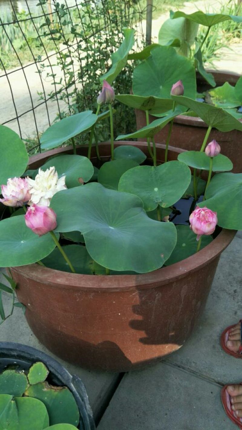 盆栽荷花，盆栽睡莲，芦苇