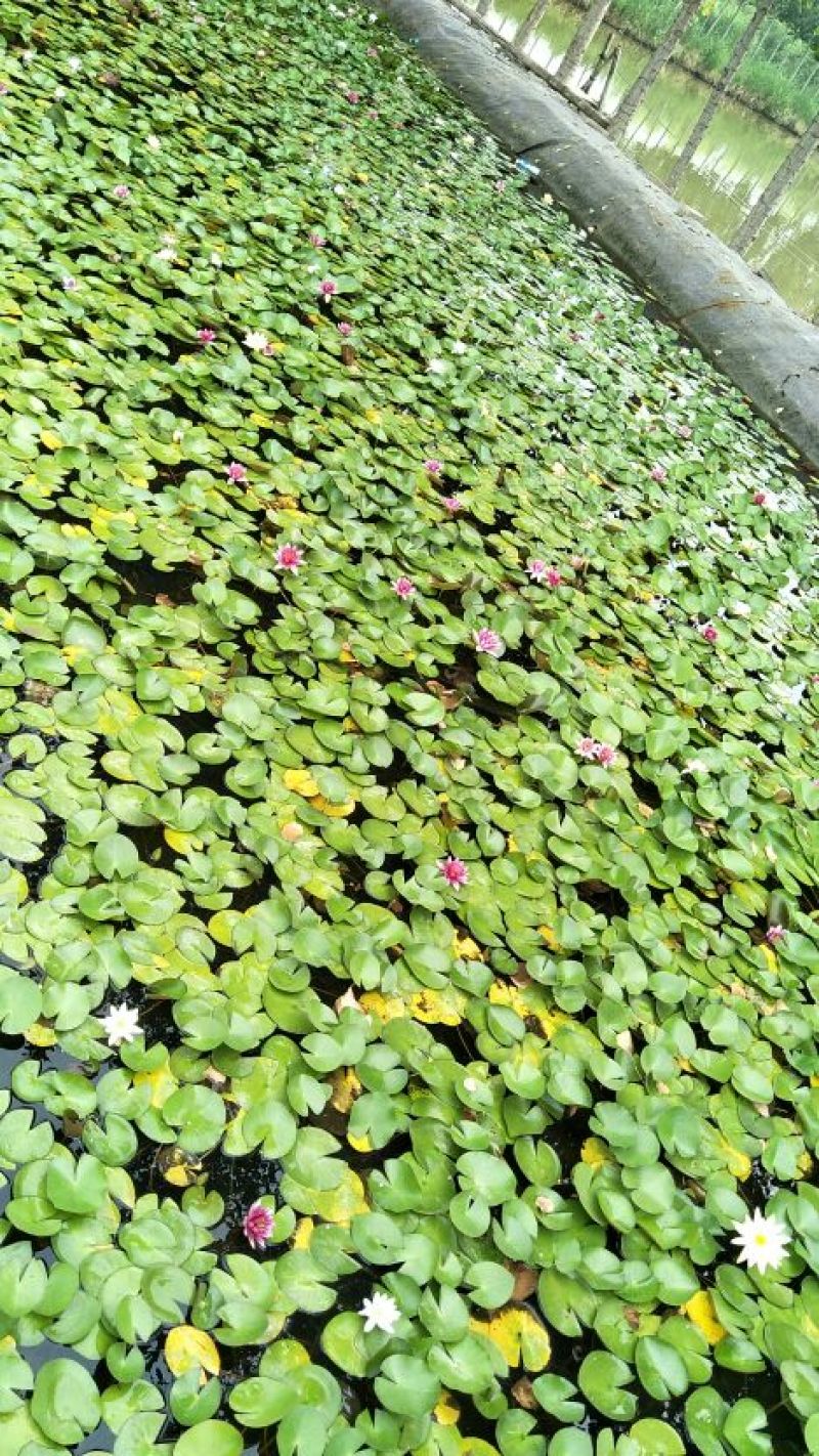 盆栽荷花，盆栽睡莲，芦苇