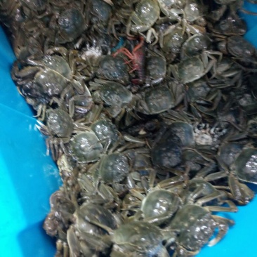 大闸蟹