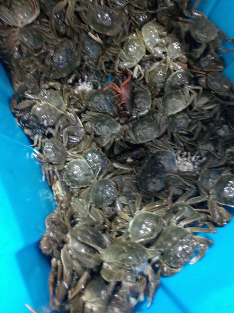 大闸蟹
