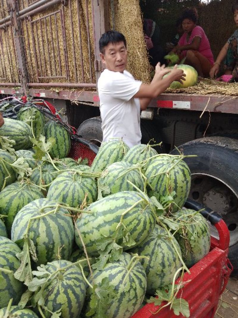 花长瓜，冠龙西瓜个大皮薄