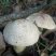 野生菌牛肝菌