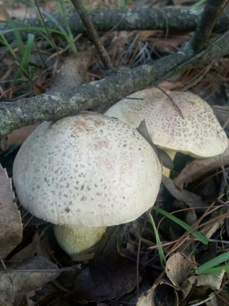 野生菌牛肝菌