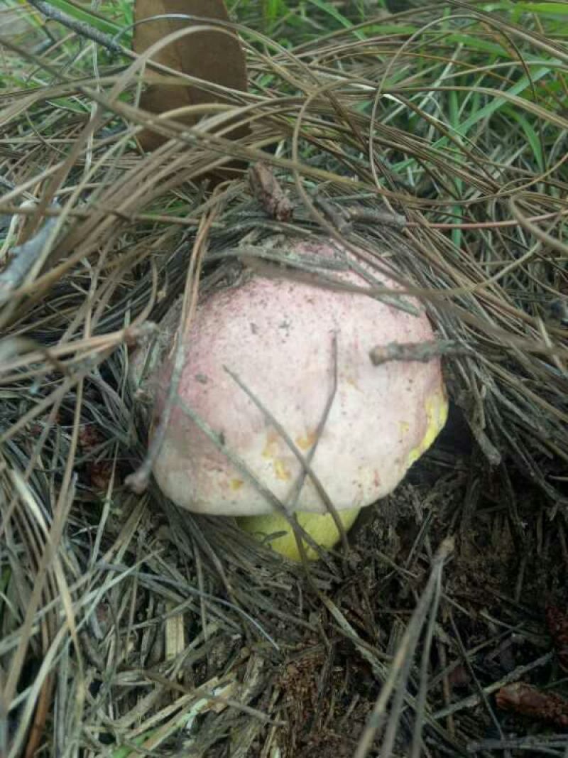 野生菌牛肝菌