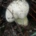 野生菌牛肝菌