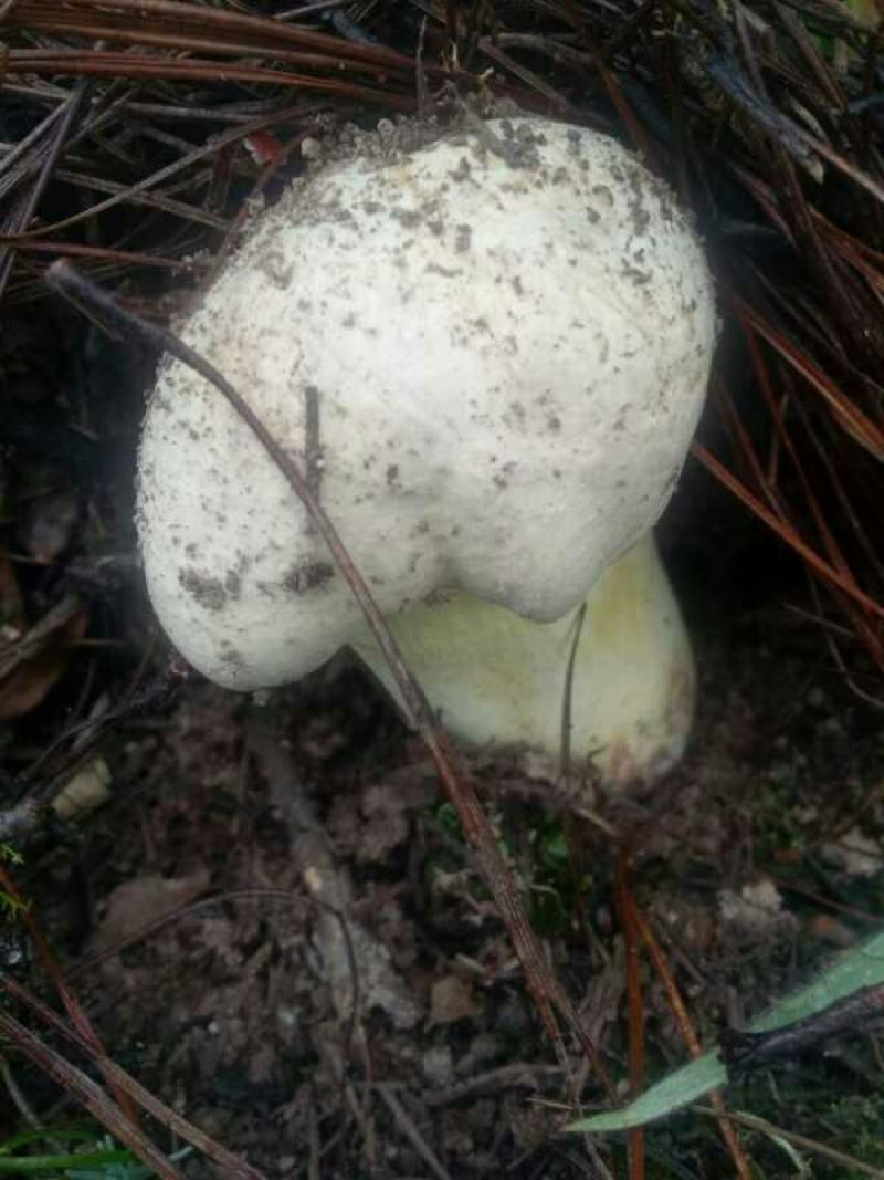 野生菌牛肝菌