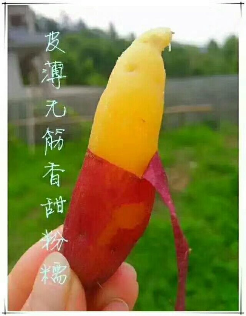 天目小香薯3两以下商品薯黄心小番薯黄心沙地红薯