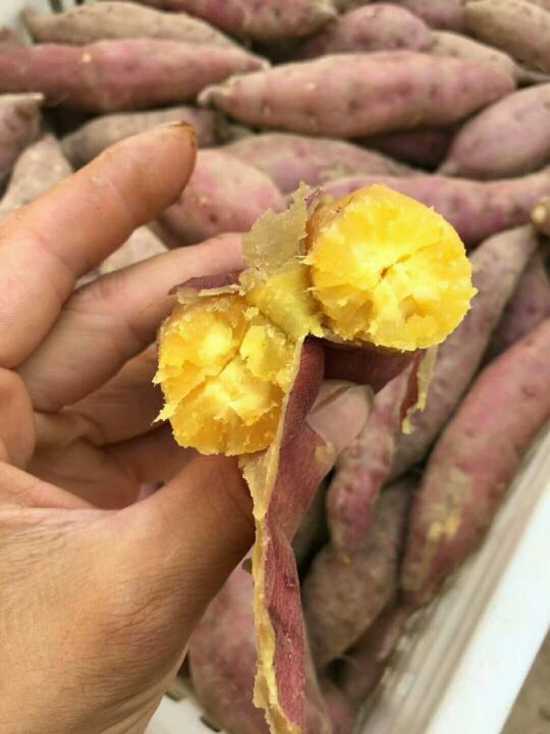 天目小香薯3两以下商品薯黄心小番薯黄心沙地红薯