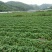 天目小香薯3两以下商品薯黄心小番薯黄心沙地红薯
