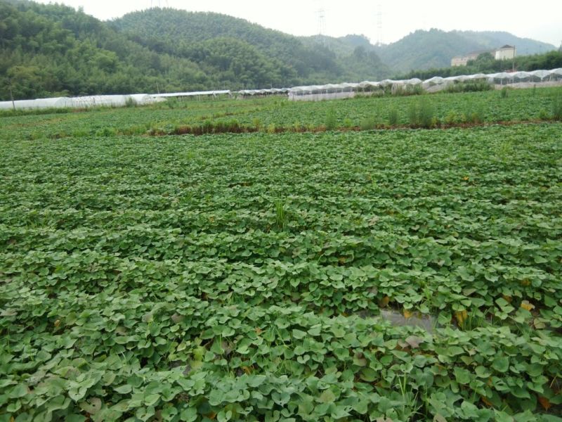 天目小香薯3两以下商品薯黄心小番薯黄心沙地红薯