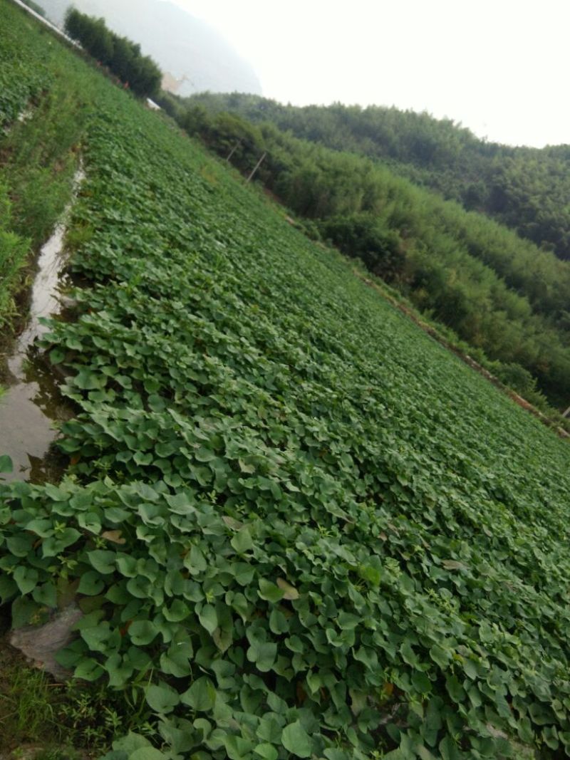 天目小香薯3两以下商品薯黄心小番薯黄心沙地红薯
