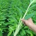 草果苗大量供应，欢迎定购