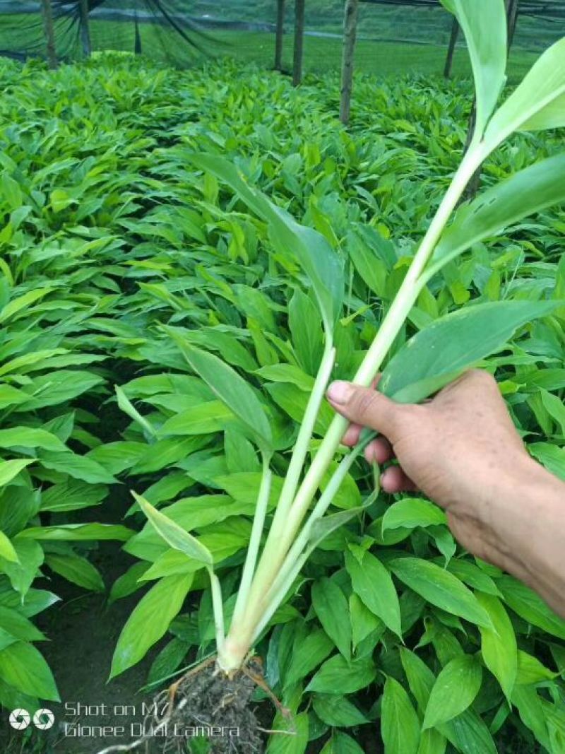 草果苗大量供应，欢迎定购