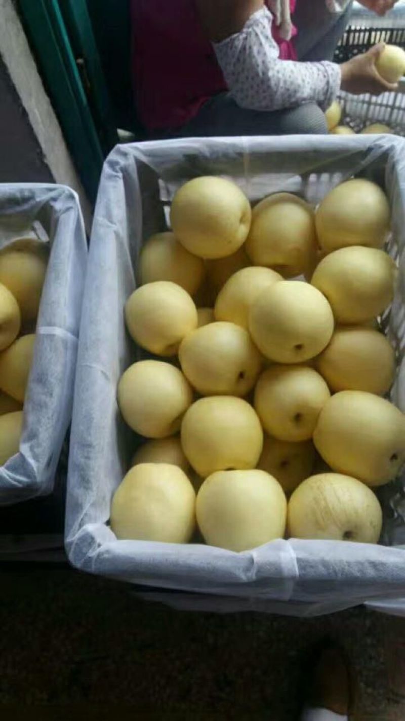 精品圆黄梨，安徽砀山，电商平台，各大商超，全国各大市场，