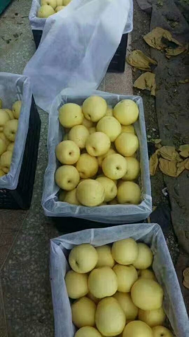 精品圆黄梨，安徽砀山，电商平台，各大商超，全国各大市场，