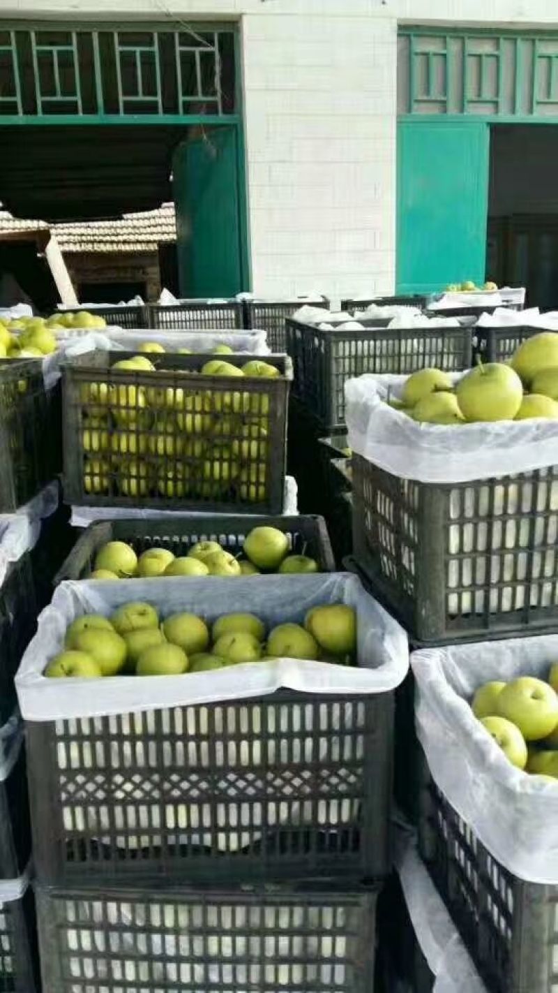 精品圆黄梨，安徽砀山，电商平台，各大商超，全国各大市场，