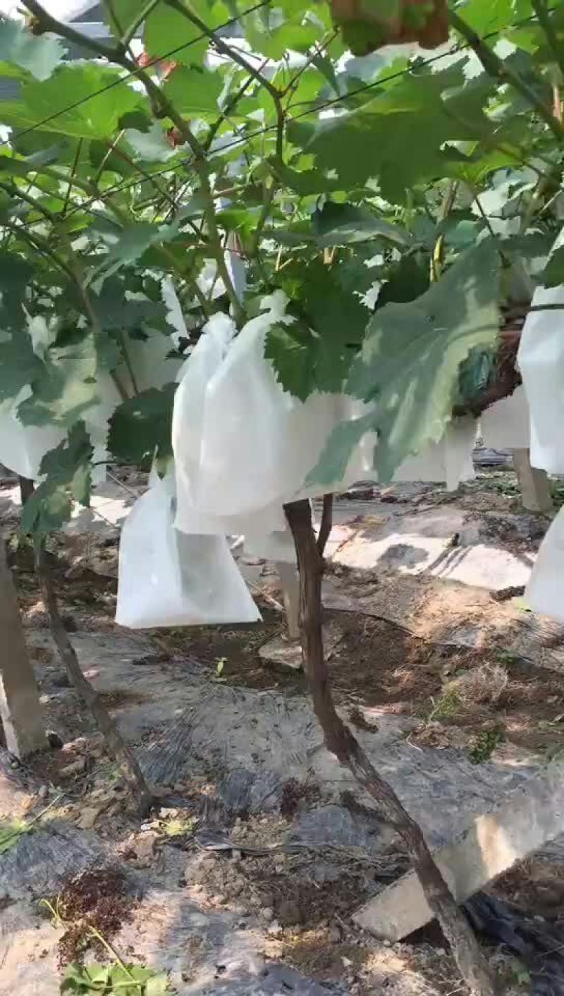 无纺布葡萄袋，无纺布葡萄包装袋