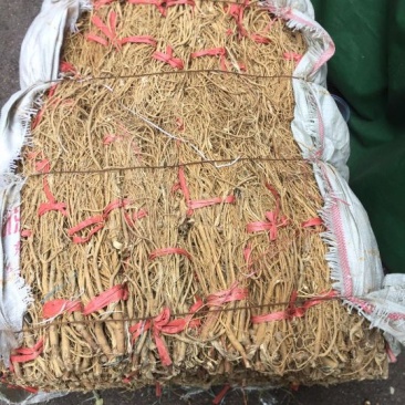 石参根无硫虎尾轮