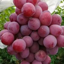 陕西红提葡萄大量供应基地直供红提葡萄5%以下1~2斤