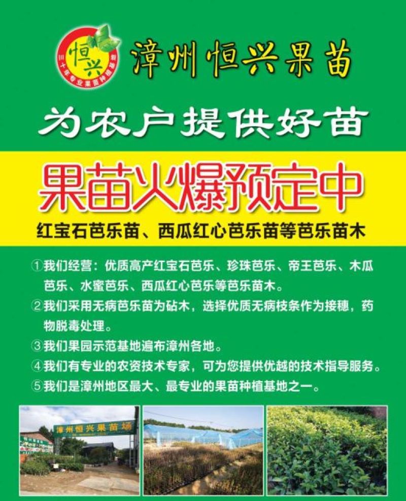 红宝石芭乐苗教你挂果