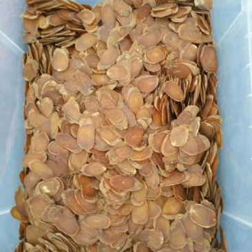 红参片