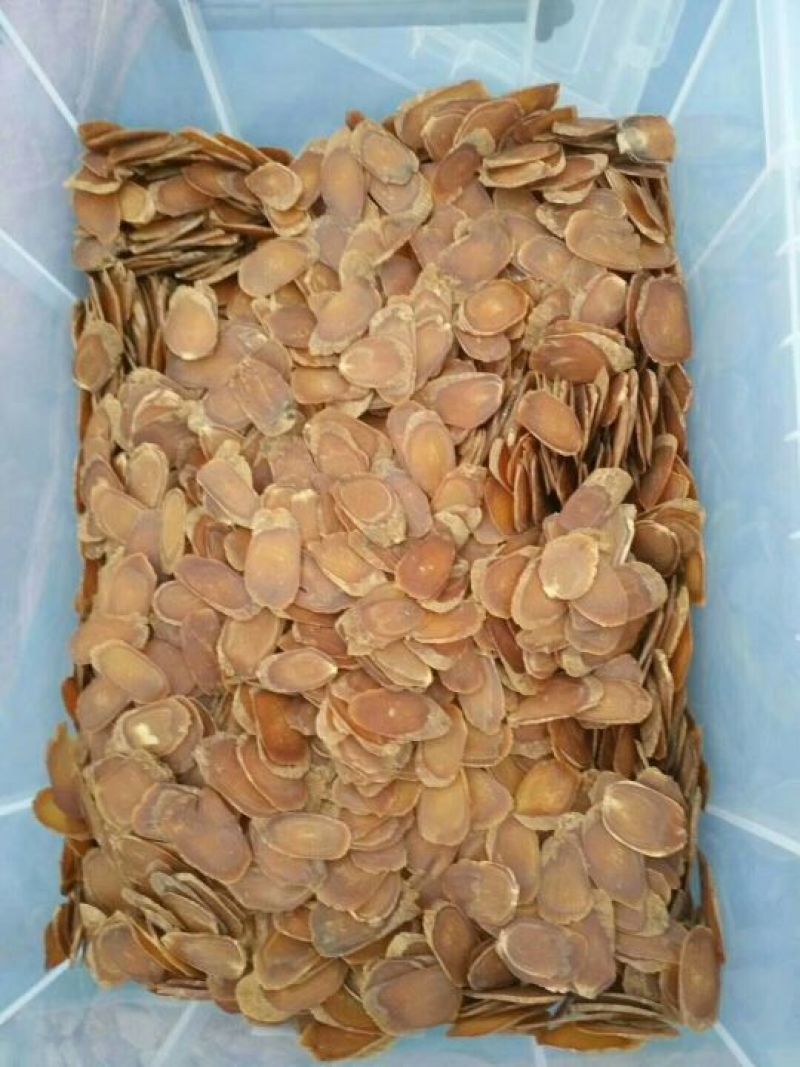 红参片