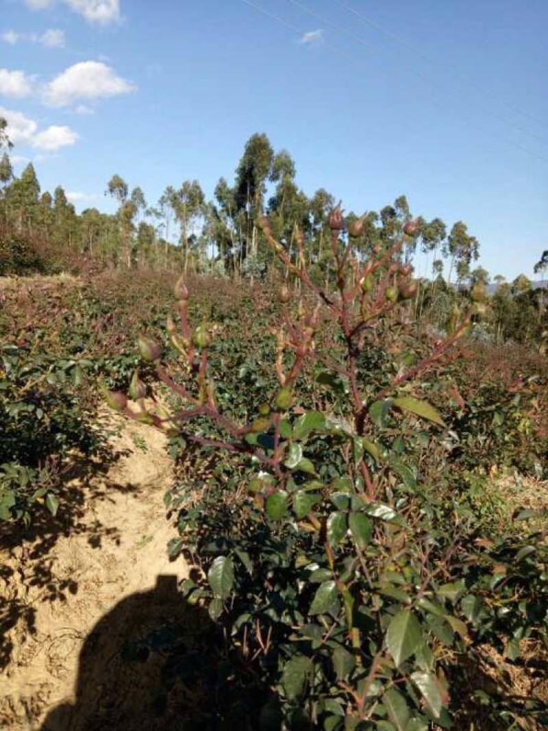 金边玫瑰云南金边玫瑰花茶玖瑰花茶干玫瑰