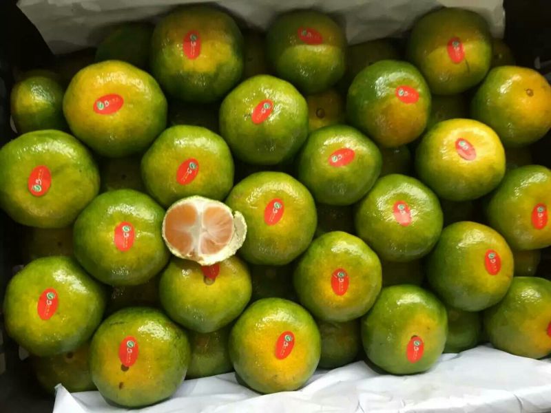 蜜橘湖北蜜桔产地一手货源现摘现发皮薄肉嫩无渣