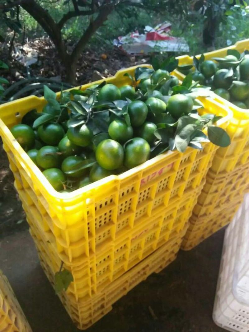 蜜橘湖北蜜桔产地一手货源现摘现发皮薄肉嫩无渣