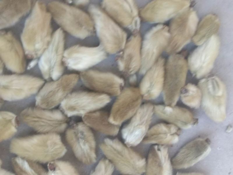 辛夷，辛夷花，二乔玉兰花苞，药材辛夷花，