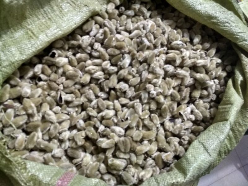 辛夷，辛夷花，二乔玉兰花苞，药材辛夷花，