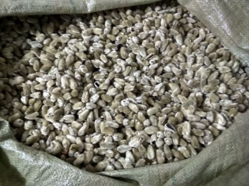 辛夷，辛夷花，二乔玉兰花苞，药材辛夷花，