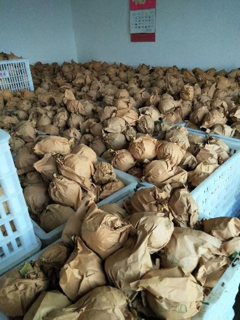 翠冠梨200~300g纸袋