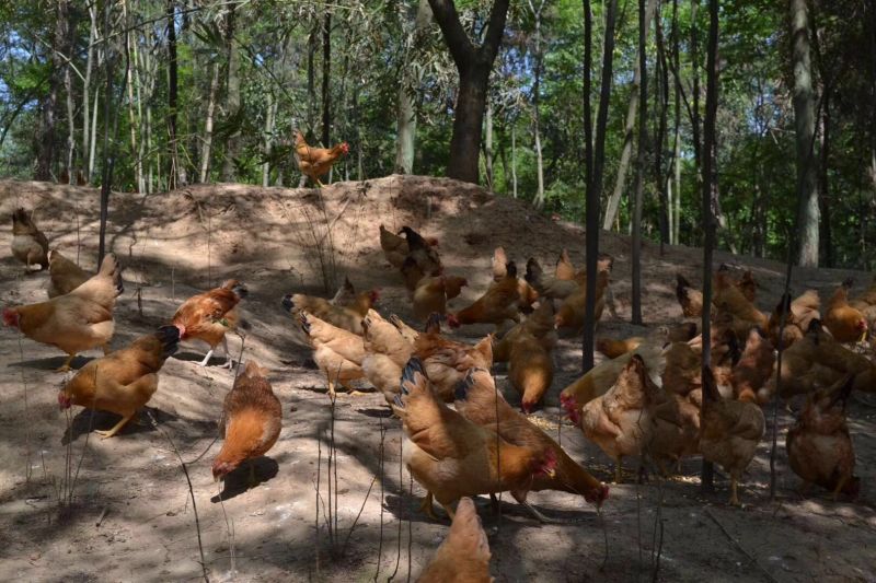 荆门城北散养土鸡蛋助农蛋扶贫蛋放心蛋量大优惠