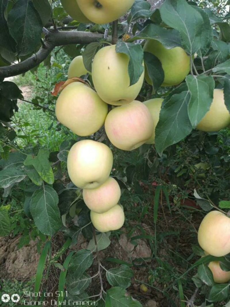 华硕苹果