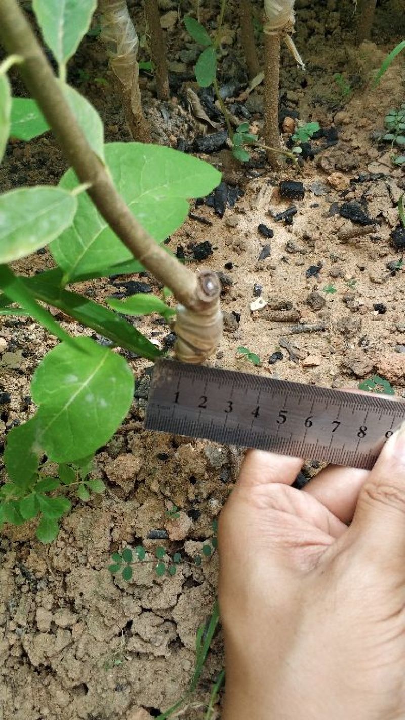 台湾凤梨释迦苗提供种植技术