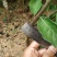 台湾凤梨释迦苗提供种植技术