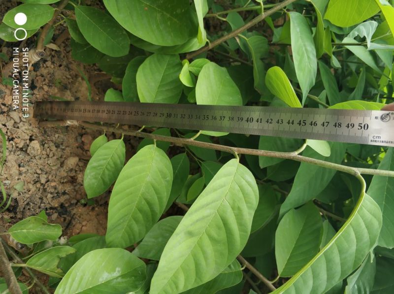 台湾凤梨释迦苗提供种植技术