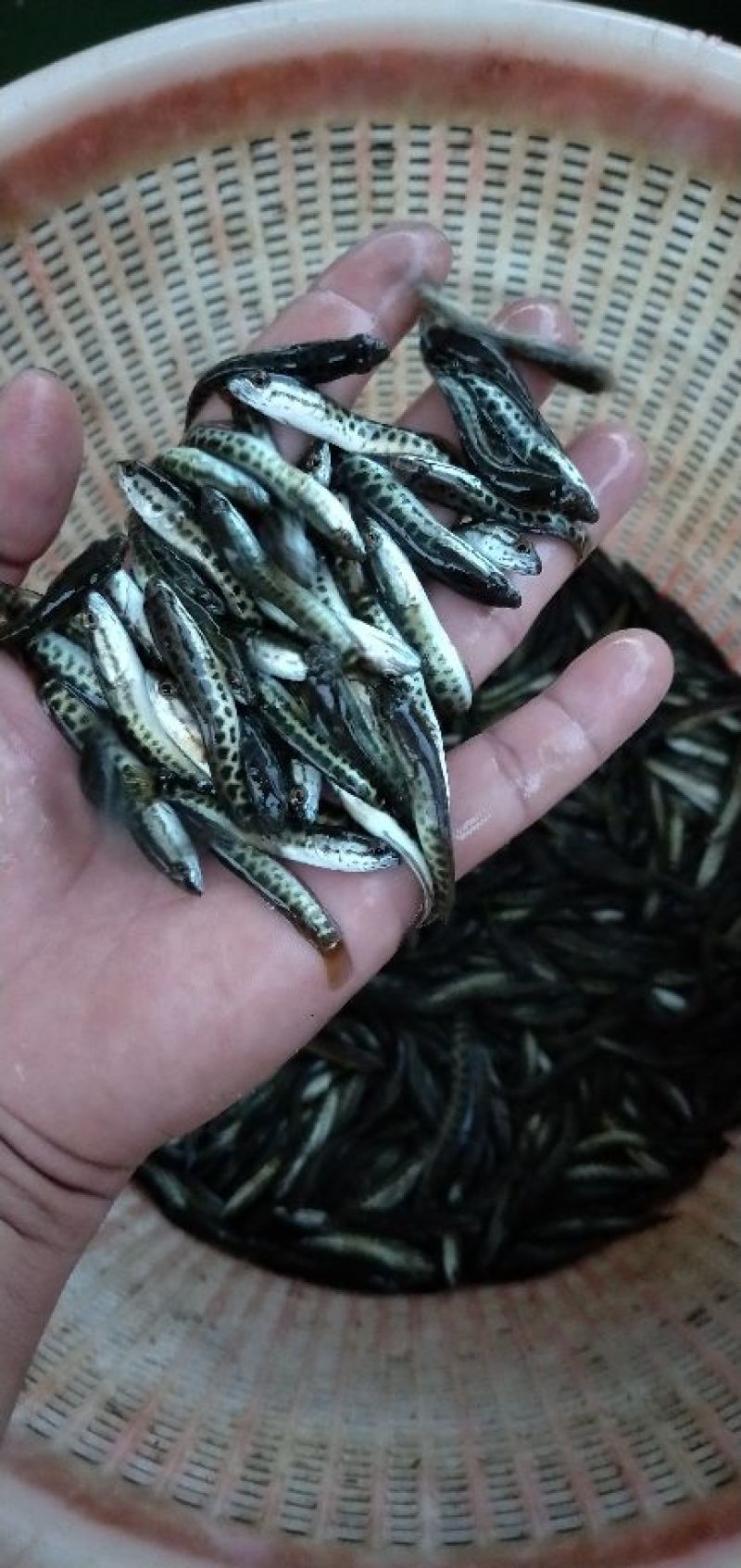 黑鱼鱼苗生鱼苗杂交黑鱼苗，黑黑鱼苗，