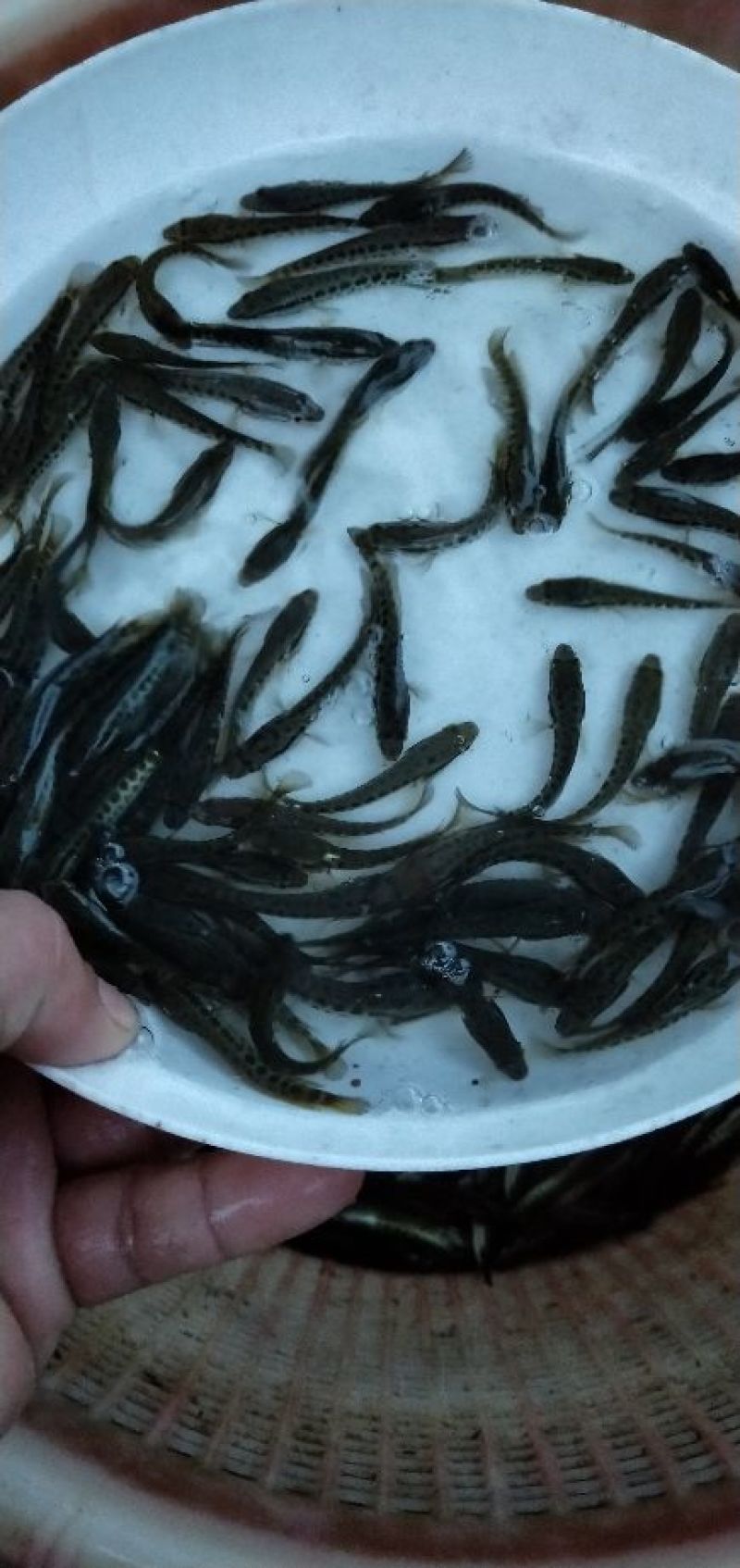 黑鱼鱼苗生鱼苗杂交黑鱼苗，黑黑鱼苗，