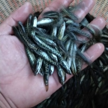 黑鱼鱼苗生鱼苗杂交黑鱼苗，黑黑鱼苗，
