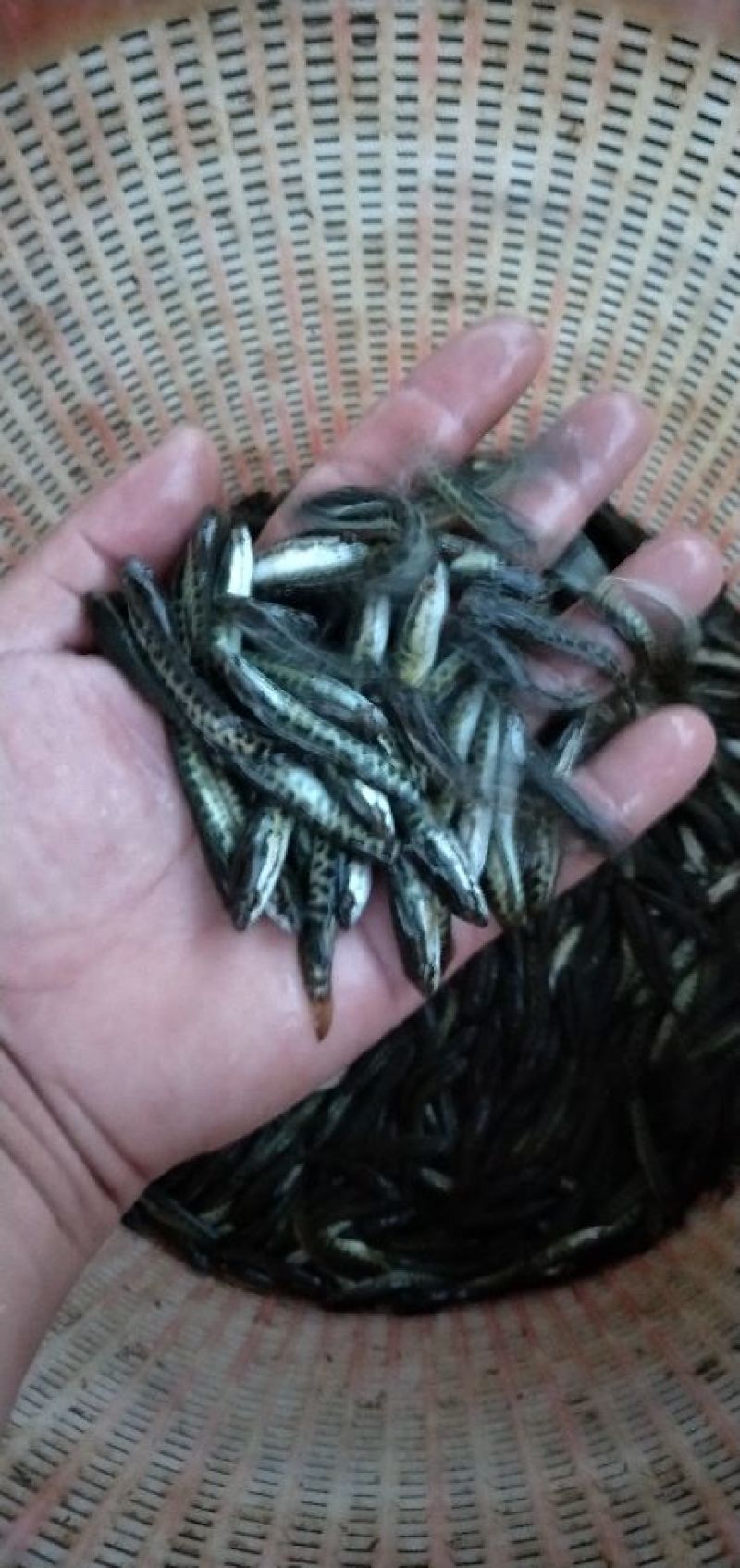 黑鱼鱼苗生鱼苗杂交黑鱼苗，黑黑鱼苗，